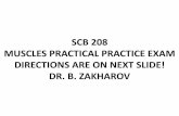 SCB 208 MUSCLES PRACTICAL PRACTICE EXAM DIRECTIONS … · scb 208 muscles practical practice exam directions are on next slide! dr. b. zakharov . 1. start “slide show”. 2. each