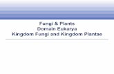 Fungi & Plants Domain Eukarya Kingdom Fungi and Kingdom ... · Kingdom Fungi and Kingdom Plantae. Fungal Traits and Classification Fungi are heterotrophs that obtain nutrition from