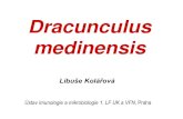 Dracunculus medinensis - Univerzita Karlova Dracunculus 2013[1].pdf · PDF file DRAKUNKULÓZA dracunculiasis, dracontiasis, dracunculosis • původce: Dracunculus medinensis (vlasovec