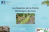 Les Reptiles de la Petite Montagne du Jurafiles.biolovision.net/franche-comte.lpo.fr/userfiles/...Les reptiles de Petite Montagne et de Franche-Comté Qu'est-ce qu'un reptile ? Les