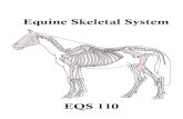 Equine Skeletal System · In addition to classifying individual bones, we can also classify the skeleton of the horse two ways: Axial Skeleton Appendicular Skeleton Axial Skeleton