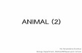 ANIMAL (2) - MWIT€¦ ·  SimpleAnimals.htm Cnidae = Nettle Radial symmestry Two layer Nematocyst