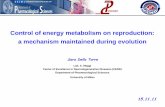 Control of energy metabolism on reproduction: a mechanism ...users.unimi.it/mpl/lezioniAA11-12/Lezione 13 2011-12.pdf · 15.11.11 Control of energy metabolism on reproduction: a mechanism