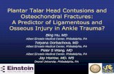 Plantar Talar Head Contusions and Osteochondral Fractures ... Talar Head Contusions and... · PDF file • Bone bruises and fractures are common findings on ankle MRI in setting of
