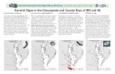Harmful Algae in the Chesapeake and Coastal Bays of MD and VAdnr.maryland.gov/waters/bay/Documents/RSHABWS_Algal_Species.pdf · Bay, it arises from cyst beds following summer rain
