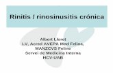 Rinitis / rinosinusitis crónicacongresoveterinarioibiza.com/wp-content/uploads/... · Rinitis / rinosinusitis crónica idiopática •Enfermedad crónica tratable (frustrante) •Antibióticos