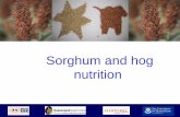 Sorghum and hog nutrition - Feed Grain Partnership in pig diets - … · • Sorghum has the highest available energy content than other cereal grains for pigs, poultry , but the