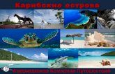 Карибские острова › files › 1463 › 1390 › Carrebean...дикая природа. Острова Экзума - 365 островов, рай для яхтсменов,