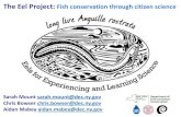 The Hudson River Eel Project: Fish conservation …...The Hudson River Eel Project: Fish conservation through citizen science Keywords Hudson River Eel Project, Hudson River, estuary,