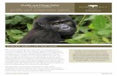 DAY BY DAY ITINERARY gorilla and chimpanzee safaris and Chimp Safari 2018.… · mountains of Bwindi, where mountain gorillas live in the high-elevation mountain forest. Continue
