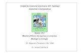 Unidad de Anatomía Veterinaria UST. Santiago Anatomía II ... · PDF file Músculos grupa y muslo-en cartílagos costales 1°aTuberosidad coxal Músculo gluteobíceps Tensor fascia
