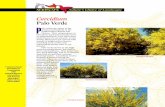Plant of the Month Flyer - Chilopsis · PDF file Plant of the Month Flyer - Chilopsis Linearis Author: Arizona Municipal Water Users Association / Arizona Nursery Association Created