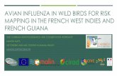 Avian influenza in wild birds for risk mapping in the ...caribaea.org/.../GATTI-Manon_presentation_RCW18.pdf · avian influenza in wild birds for risk mapping in the french west indies