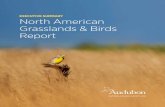 EXECUTIVE SUMMARY North American Grasslands & Birds …...North American Grasslands Birds Report Historically, natural cycles of periodic fire and disturbance from large grazers, such