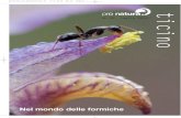 Nel mondo delle formiche - Pro Natura Ti · N ¡ 25, luglio 2010 Nel mondo delle formiche Rivista-25.qxd:Rivista Ti 21.6.2010 20.10 Pagina 1