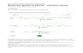 Part 1B Plant & Microbial Sciences Practical Reporter ... · Reporter genes in plants - solution sheet Gene fusions, GUS, GFP and microscopy. ... A reporter gene simply produces a