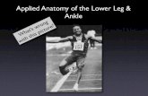 Applied Anatomy of the Lower Leg & Anklecfje/2440/ankle-applied.pdf · Applied Anatomy of the Lower Leg & Ankle What’ s wr ong with this pictur e? Topics Exercises Stretching Walking