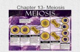 AP Bio Chapter 13- Meiosis 2018 · 2019-12-07 · 18 Chromosome numbers: All are even numbers ... AP Bio Chapter 13- Meiosis 2018 10/9/2018 12:16:10 AM ...