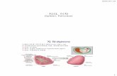 지라, 이자 (Spleen, Pancreas) - KOCWcontents.kocw.net/KOCW/document/2015/chungnam/... · 2016-09-09 · (Spleen, Pancreas) 지라(Spleen) 림프기관중가장큰장기(길이12