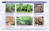 Method: Suckers reproduced in sucker multiplication plot€¦ · Propagating quality planting material to improve plant health and crop performance: key practices for dessert banana,