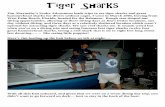 tiger sharks - The shark master would drag the chum crates all around, playing keep-away with the sharks, to keep them interested and staying in the area. Here’s the shark master