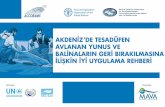 Akdeniz’de tesadüfen avlanan Cetacea türlerinin muamelesine … · 2020-01-27 · Yunuslar, pelajik balıkların peşine takıldıkları için çevirme ağlarının içerisine