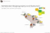 Vertebrate Biogeography and Evolution 18... · Two processes of evolution Phyletic or anagenetic change: evolutionary change within a lineage of ancestor-descendant populations. Occurs