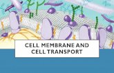 Cell membrane and cell transport - Ms. Sanderson's Classes- … · 2020-01-13 · CELL MEMBRANE AND CELL TRANSPORT. ALL cells have a cell membrane made of proteins and lipids SOME