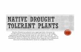 Native drought tolerant plants - HawaiiDWS...Jan 25, 2018  · Native Hawaiian plants are appropriate choices in landscaping environments that are prone to drought, exposed to strong