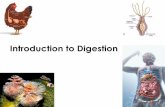 Introduction to Digestionsciencewithhanes.weebly.com/uploads/2/...digestion... · Introduction to Digestion. A 5 We are learning to demonstrate an understanding of animal anatomy