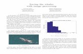 Saving the whales with image processing...right whales manually, they use white callosity patterns on the whales head as the main method [11]. However, due to signiﬁcant glare from