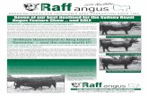 BREEDING ANGUS FOR PROFITABLE BEEF PRODUCTION SINCE … Raff... · complete show team for sale – they all sell Sunday 14th April following the Angus judging. Judging runs over both