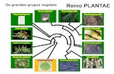 Botânica/IBUSP Departamento de · TRACHEOPHYTA plantas vasculares - sinapomorfias •xilema e floema, endoderme •lignina (paredes celulares secundárias) •alternância de gerações