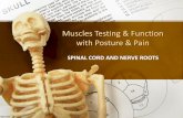 Muscles Testing & Function with Posture & Pain€¦ · Muscles Testing & Function with Posture & Pain SPINAL CORD AND NERVE ROOTS. Spinal Cord and Nerve Roots. Cervical Plexus. Anterior