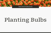 Martin’s Home & Garden presents Planting Bulbs...Asiatic Lilies Lilies Did you know that lilies have been growing in gardens for over 3,000 years? They’re a beautiful, easy way
