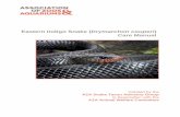 Eastern Indigo Snake (Drymarchon couperi Care Manual Indigo Snake... · The eastern indigo snake (Drymarchon couperi) has a number of common names: indigo, blue indigo snake, black