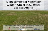 Winter Wheat in Summer Seeded Alfalfa · Winter Wheat in Summer Seeded Alfalfa •Late summer seeding alfalfa is common in WI •Most common after wheat harvest •Weed control is
