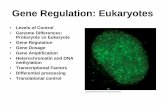 Gene Regulation: Eukaryotes - Western Oregon Universitywou.edu/~guralnl/311eukaryGenReg.pdf · 2006-11-06 · Gene Regulation: Eukaryotes • Levels of Control • Genome Differences: