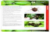 Brown marmorated stink bug - Plant Health Australia · PDF file What is brown marmorated stink bug? Brown marmorated stink bug (Halyomorpha halys) is a mottle brown coloured, shield