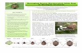 Managing Brown Marmorated Stink Bug in Michigan ... 2 MANAGING BROWN MARMORATED STINK BUG IN MICHIGAN ORCHARDS Biology and lifecycle BMSB adults emerge from overwintering sites (e.g.
