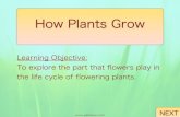 How Plants Grow -  · PDF file

How Plants Grow Learning Objective: To explore the part that flowers play in the life cycle of flowering plants.   NEXT