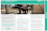 KENNEL COUGH FACT SHEET - Greyhound Care & …...causes the severe cough; and it is the coughing that spreads the disease. Vaccination is especially important because dogs with Kennel