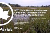 NYC Tidal Marsh Assessment: Condition, Vulnerability and …conference.ifas.ufl.edu/NCER2016/presentations/42_1620... · 2016-04-27 · NYC Tidal Marsh Assessment: Condition, Vulnerability