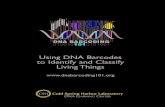 Using DNA Barcodes to Identify and Classify Living …...USING DNA BARCODES TO IDENTIFY AND CLASSIFY LIVING THINGS 5 groups lack mitochondria. Instead, the nuclear internal transcribed