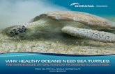 WHYHEALTHYOCEANSNEEDSEATURTLESweb.as.uky.edu/biology/faculty/palmer/Conservation/...Need_Sea_Tur… · U.S. Sea Turtles Importance of Sea Turtles to Healthy Oceans Maintaining Habitat