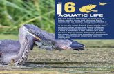 AQUATIC LIFE O S E 6 N AQUATIC LIFEBeginners’ Guide to Freshwater Fishing S E C T I O N 52 AQUATIC LIFE Beginners’ Guide to Freshwater Fishing Healthy aquatic ecosystems have a