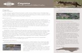 Description · 2017-03-30 · Coyote (Canis latrans) History and Status Habitats & Habits Description The coyote is named from the Aztec word, coyotl, which means “barking dog,”