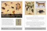 EYE FOR DETAIL · of Carolus Clusius: Natural History in the Making, 1550-1610 (2010) and The Whale Book: Whales and other Marine Animals as Described by Adriaen Coenen in 1585 (2003).