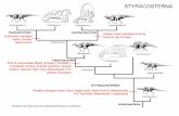 STYRACOSTERNA - Geologytholtz/G104/handouts/104Styracosterna.… · Edmontosaurus Gryposaurus Parasaurolophus Extremely enlarged nares; Greatly flared snout Euhadrosauria Hadrosauria