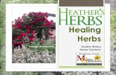 Healing Herbs - University Of Maryland · 2016-02-27 · This program was brought to you by The Master Gardeners Program of Montgomery County University of Maryland Extension Speaker’s